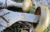 Cortinarius olidus image