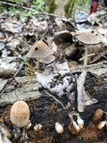 Coprinellus domesticus image