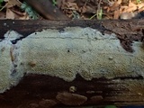 Dacryobolus sudans image