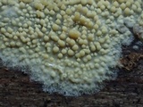 Dacryobolus sudans image