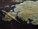 Dacryobolus sudans image