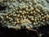 Dacryobolus sudans image