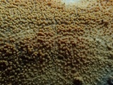 Dacryobolus sudans image