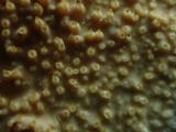 Dacryobolus sudans image