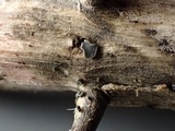 Pyrenopeziza urticicola image