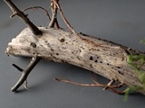Pyrenopeziza urticicola image