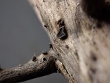 Pyrenopeziza urticicola image