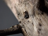 Pyrenopeziza urticicola image