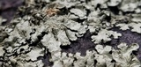 Xanthoparmelia cumberlandia image
