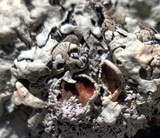 Xanthoparmelia cumberlandia image