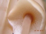 Gymnopus confluens image