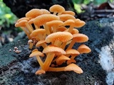 Favolaschia thwaitesii image