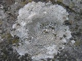 Aspicilia confusa image