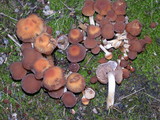 Psathyrella piluliformis image