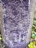 Chondrostereum purpureum image