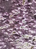 Chondrostereum purpureum image