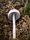 Panaeolus antillarum image