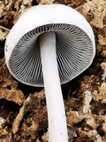 Panaeolus antillarum image