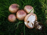 Agaricus subrufescens image