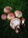 Agaricus subrufescens image