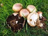 Agaricus subrufescens image