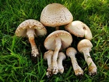 Amanita foetidissima image