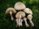 Amanita foetidissima image