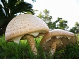 Amanita foetidissima image