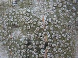 Lecanora chlarotera image