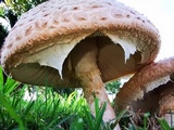 Amanita foetidissima image