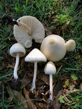 Chlorophyllum hortense image