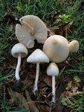 Chlorophyllum hortense image