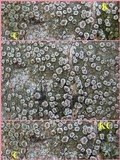 Lecanora chlarotera image