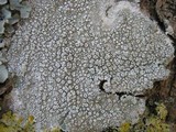 Ochrolechia parella image