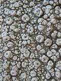 Ochrolechia parella image