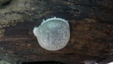 Reticularia lycoperdon image