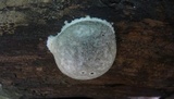 Reticularia lycoperdon image