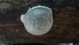 Reticularia lycoperdon image