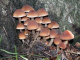 Psathyrella piluliformis image