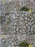 Ochrolechia parella image