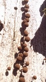 Phleogena faginea image
