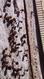 Phleogena faginea image