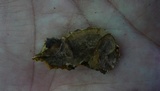 Earliella scabrosa image