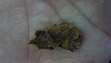 Earliella scabrosa image