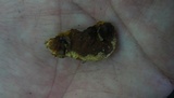 Earliella scabrosa image