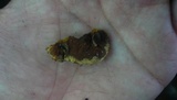 Earliella scabrosa image