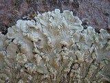 Flavoparmelia soredians image