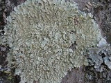 Flavoparmelia soredians image