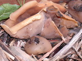 Peziza vesiculosa image