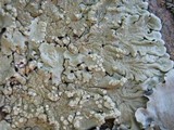 Flavoparmelia soredians image